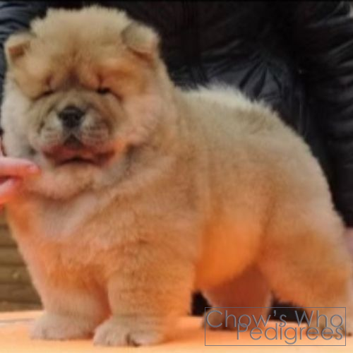 Chow's Who