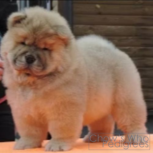 Chow's Who