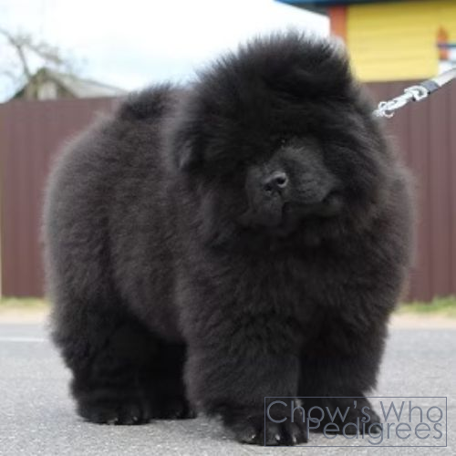 Chow's Who