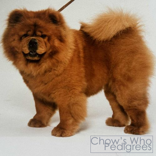 Chow's Who