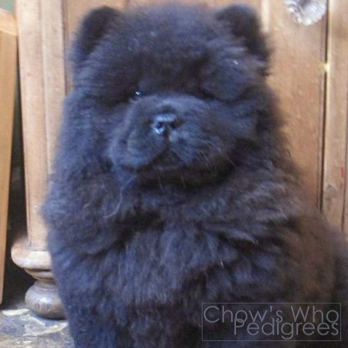 Chow's Who
