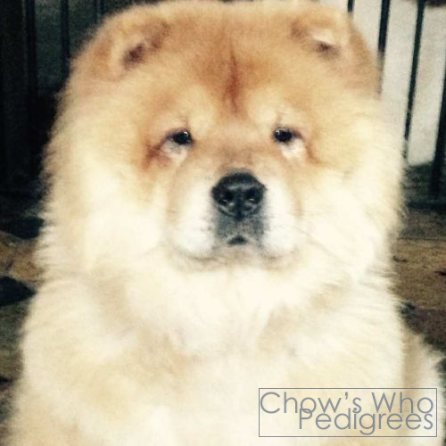 Chow's Who