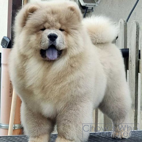 Chow's Who