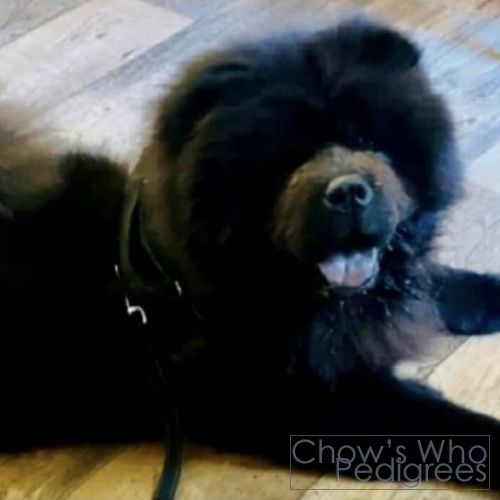 Chow's Who