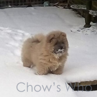 Chow's Who
