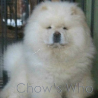 Chow's Who