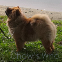 Chow's Who