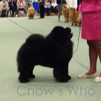 Chow's Who