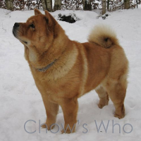 Chow's Who