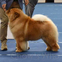 Chow's Who