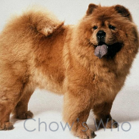 Chow's Who