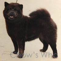 Chow's Who