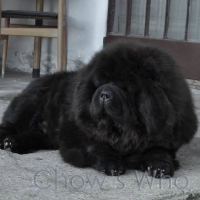 Chow's Who
