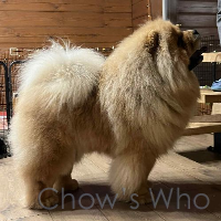 Chow's Who