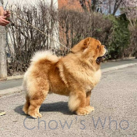 Chow's Who