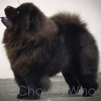 Chow's Who
