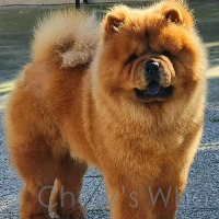 Chow's Who