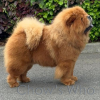 Chow's Who