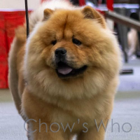 Chow's Who