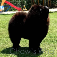 Chow's Who