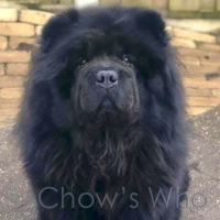 Chow's Who