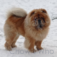Chow's Who