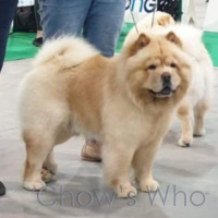 Chow's Who