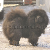Chow's Who