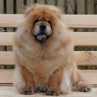 Chow's Who