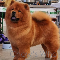Chow's Who
