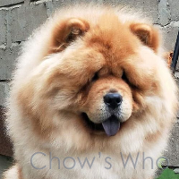 Chow's Who