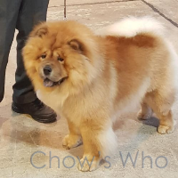 Chow's Who