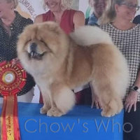 Chow's Who