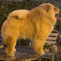 Chow's Who