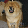 Chow's Who