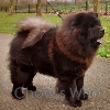 Chow's Who