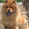 Chow's Who