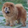 Chow's Who