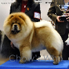 Chow's Who