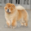 Chow's Who