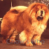 Chow's Who