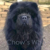 Chow's Who