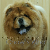 Chow's Who