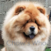 Chow's Who