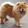 Chow's Who