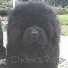 Chow's Who
