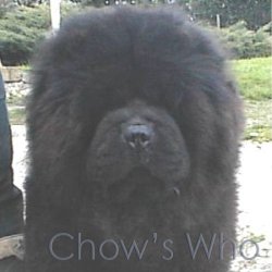 Chow's Who