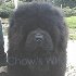 Chow's Who