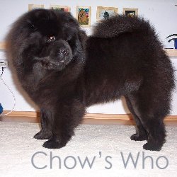 Chow's Who