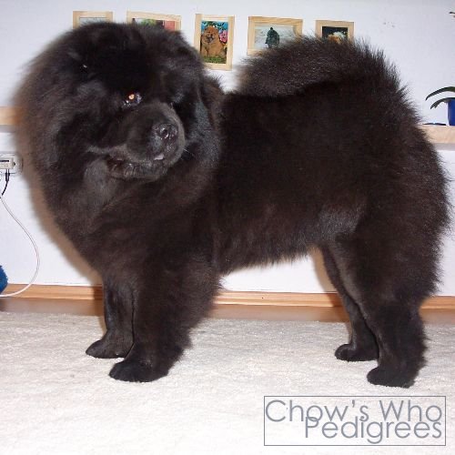Chow's Who
